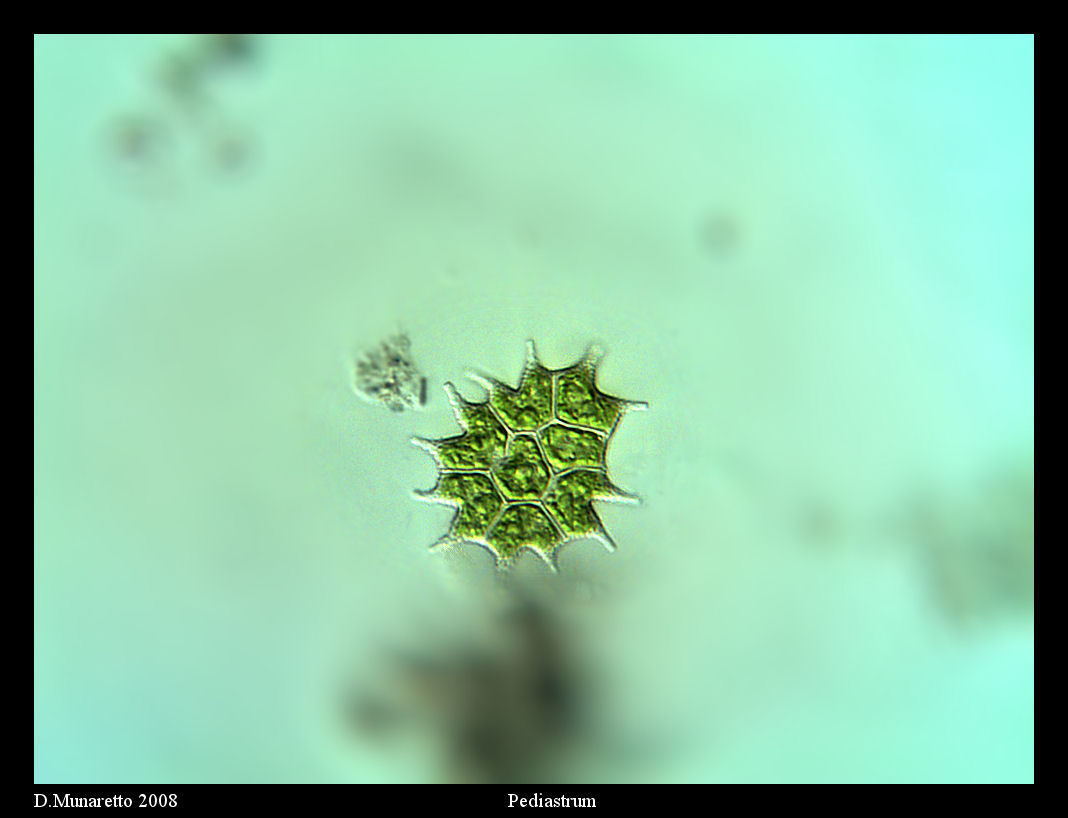 Pediastrum...piccolo!